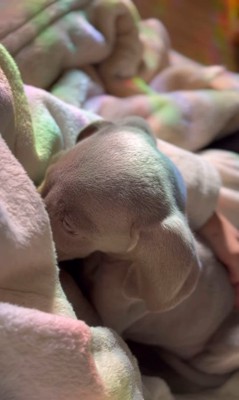 飼い主さんに甘えるジョージくん8