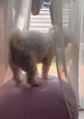 プルプル…プルプル…