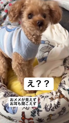 声がした方を向く犬