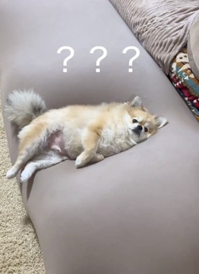 成長したつくねくん