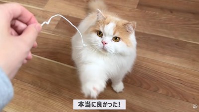 体調不良のレモンさんと優しいポテチくん8