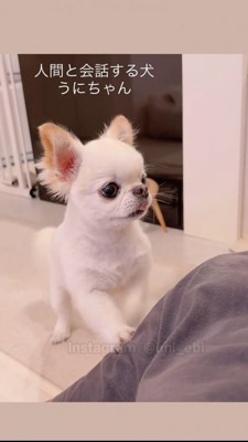 戸惑いの表情を浮かべる犬