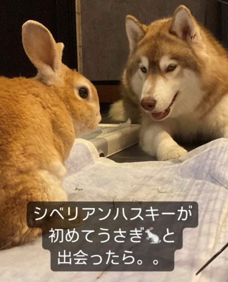 向かい合ううさぎと犬