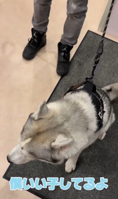 お姉さんが好きすぎるロゼくん5