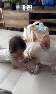 ぶうちゃんと赤ちゃん6