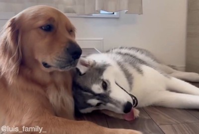ゴールデンレトリバーの前足に頭を乗せてくつろぐハスキー犬