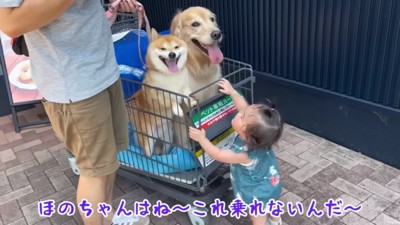 カートに乗りたいほのちゃん