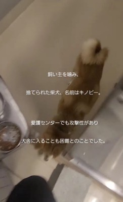 飼い主を噛んだそう
