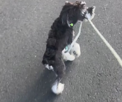 リードを噛む犬