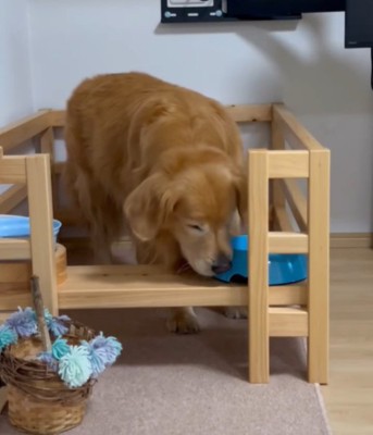 お皿をくわえる犬1