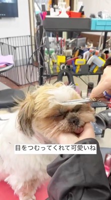 顔にハサミを近づけられて目を閉じる犬