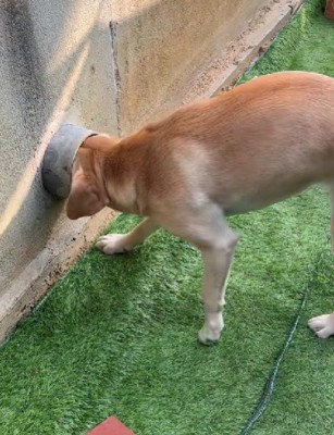 こむぎちゃんの番!