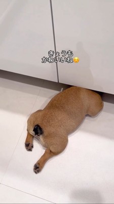 頭を洗面台の下に隠して寝る犬5