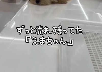 ショーケースの中