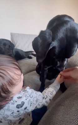 飼い主さんがおやつを与える