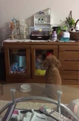 ケージを見つめる犬の後ろ姿