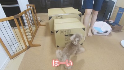 テンションに上がる虎太郎くん