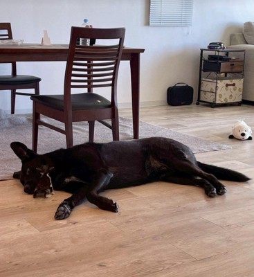 キングくんと子猫3