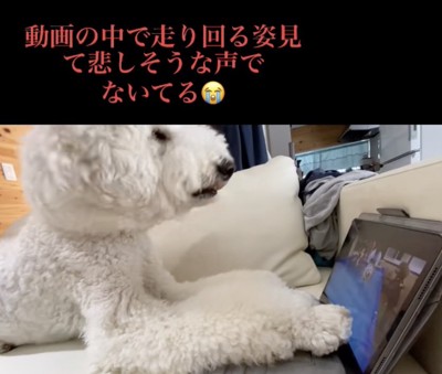 「キャンキャン」