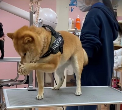 前足で口輪を外そうとする犬