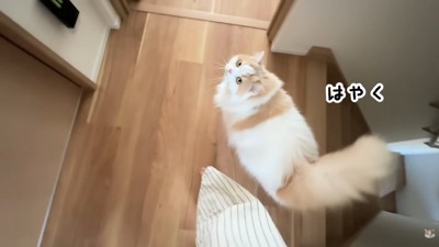 ハプニング発生時のポテチくんとレモンさん3