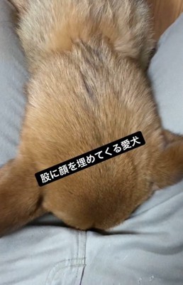 股に顔をうずめるわんこ