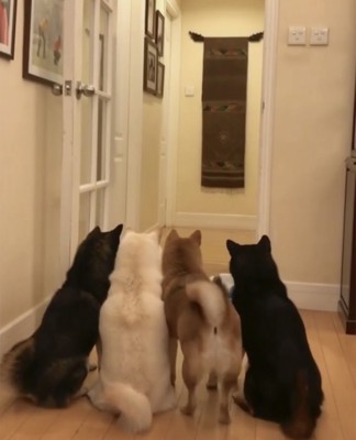 立ち上がって確認する犬