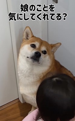 飼い主さんを見つめる柴犬