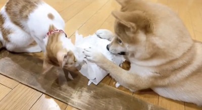 紙で遊ぶ犬と子猫