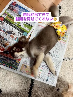 新聞の上に寝転がる老犬