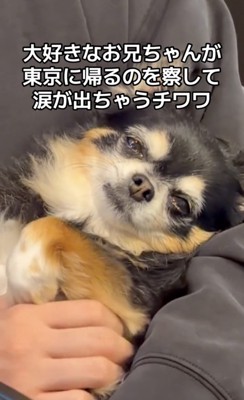 人に抱かれて涙ぐむ犬