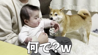 きなこちゃんが登場！