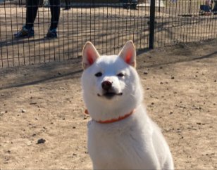 ドヤ顔