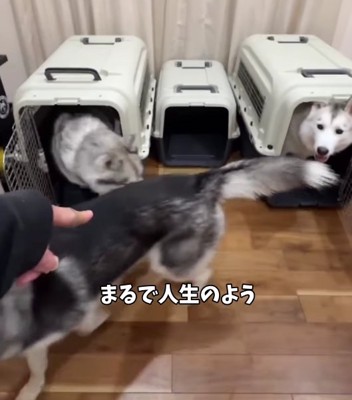 小さいケージの前にハスキー犬