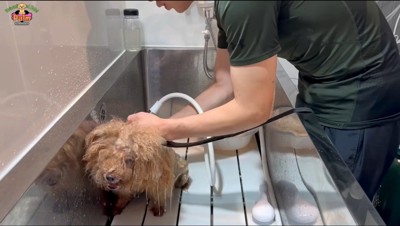 犬にシャワーをかける男性