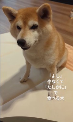 おまめちゃんのおやつタイム8