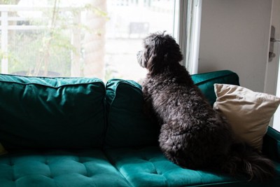 窓際のソファーから外を見る犬