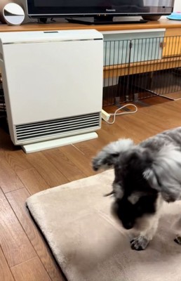 立ち去るジュディちゃん