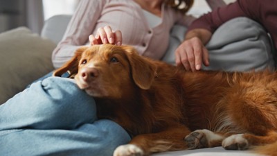 寄りかかる犬