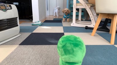 いちごちゃんのケージにぬいぐるみを入れたら