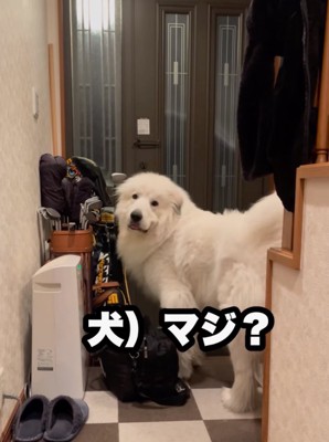 振り返る超大型犬