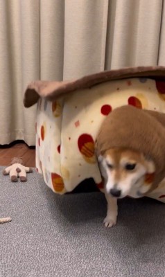 「おやつ」と聞いた文太くんの反応5