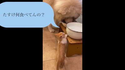 ご飯を取られても…