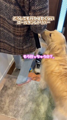 玄関にある靴を履く女性