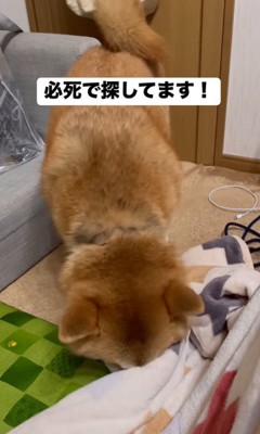 靴下を取られたぽんず君7