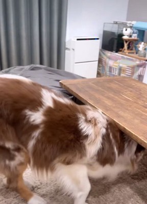 ガルチェロちゃんも…