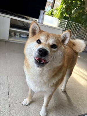 あざとく