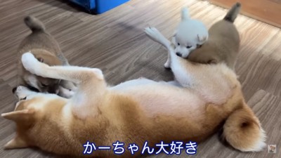 楓ママにじゃれつく子犬たち