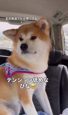 ドライブ中のひなちゃんの変化