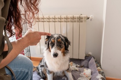 説教する飼い主とシュンとする犬